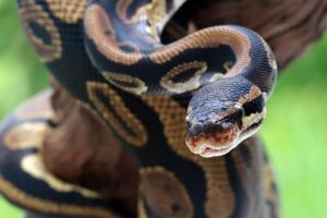 De la caimani la anaconde: Oamenii legii au dat peste un terariu clandestin intr-o cladire rezidentiala