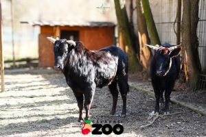 Elevii Școlii Profesionale Radu Priscu Dobromir vor vizita Gradina Zoologica din Calarasi. Excursie de o zi organizata de Filbus Travel Agency SRL (DOCUMENTE)