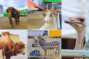 FOTOGALERIE. Zoo Park şi-a deschis porţile la Satu Mare! Animale exotice şi experienţe rare pentru copii