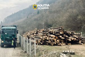 Controale în Gura Râului şi Cristian: 180 de metri cubi de lemn, confiscat / foto