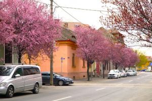 Spectacol de culoare la doi paşi de centrul Sibiului. Au înflorit cireşii ornamentali: „Vin sute de oameni să facă poze” / video foto