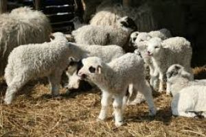 Controale stricte înainte de Paşte, în Tulcea. Autorităţile avertizează asupra riscurilor alimentare