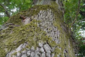 Căţăratul în copaci, interzis la Bistriţa. Amenzi pentru cei care încalcă regula