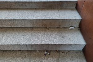 Când şi de către cine se face curăţenie în Pasajul pietonal subteran din Decebal