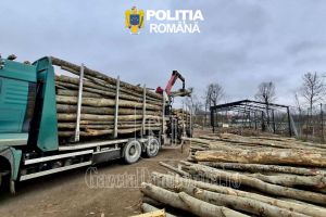 Aproape 60 de metri cubi de lemn fără acte, confiscaţi de poliţie. Materialul, predat Ocolului Silvic Răcari