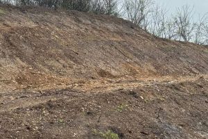 RUȘINE LA DRĂGĂȘANI! Magnoliile plantate de primarul Costinel Stoica, furate la câteva zile după amenajare