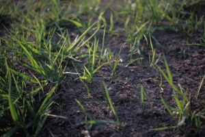 Razboiul din Iran scumpeste ingrasamintele cu pana la 40% si ameninta preturile alimentelor