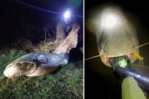 A prins un somn de 2,22 metri pe Târnava Mare, la ora 3 dimineaţa, dar l-a eliberat: „Hai, amice, să ne vedem peste zece ani”