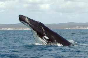 Dupa ce a fost blocata cateva zile in largul coastei baltice a Germaniei si apoi eliberata, o balena a esuat din nou pe un banc de nisip