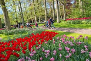 FOTO. Keukenhof, „Grădina Europei”. Paradisul floral din Olanda atrage milioane de vizitatori în fiecare primăvară