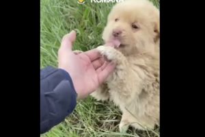 VIDEO. Știri Constanta: Politisti din Cernavoda au salvat doi catei abandonati, in timpul unui filtru rutier