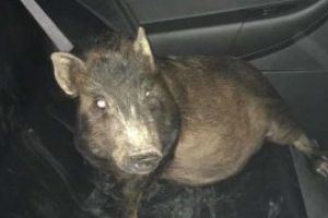 Un american a chemat politia pentru ca era urmarit de… un porc insistent