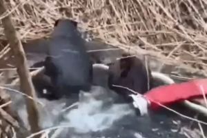 Romanian Firefighters Rescue Two Beavers Trapped in Canal