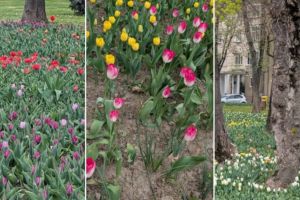 „Timişoara înflorită”, concurs foto care transformă locuitorii în povestitori ai oraşului. Cum poţi participa