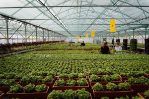 Municipiul Târgu Mureş, împânzit cu flori