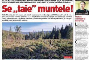 Nu rataţi noul BIHOREANUL tipărit: Cum dispar mii de metri cubi de lemn din pădurile de pe masivul Vlădeasa