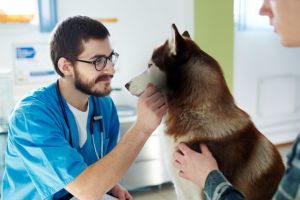  Aveti grija de caini, microcipati-i! Precizarile Primariei Constanta