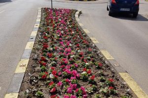 250.000 de răsaduri de flori plantate în  ultima lună, în Suceava