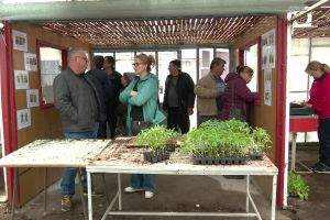 Legumicultori din toată ţara se înghesuie la răsaduri testate la Buzău. Soiurile tradiţionale, cele mai căutate