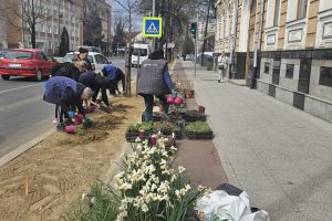 Plantări în oraş: flori, arbuşti, plante aromatice, conifere târâtoare