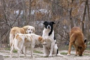 Semnal de alarmă la Râmnicu Vâlcea, în atenţia primarului Mircia Gutău: câini abandonaţi lângă creşa din Goranu/Malul Alb. Cine răspunde?