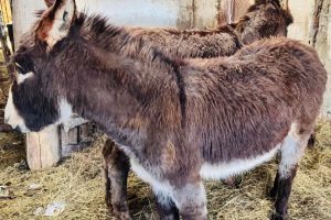 Ferma Liceului Agricol Bistriţa îşi deschide porţile. Cei mai noi locatari, doi măgăruşi