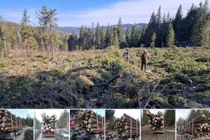 Se „taie” muntele! Zeci de hectare de pădure dintre Stâna de Vale şi Valea Drăganului sunt „rase” şi valorificate în mod dubios (FOTO)