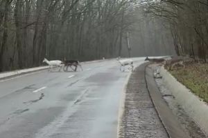 VIDEO Imagini spectaculoase la Botoşani! Zeci de căprioare filmate la marginea unei păduri