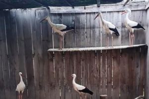 VIDEO Cinci berze, oaspeţi peste iarnă ai Centrul de Reabilitare a Faunei Sălbatice din Crângul Petreşti