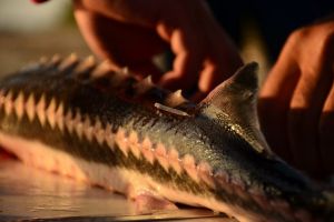 MonStur in The Danube: Un nou sistem european de monitorizare pentru salvarea sturionilor din Dunare 