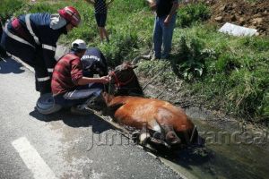 FOTO: Misiune dificilă pentru salvarea unui cal căzut în şanţ
