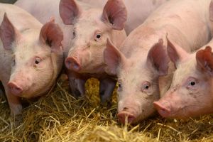 Pesta porcină se extinde în Sibiu: plan nou de măsuri aprobat de autorităţi