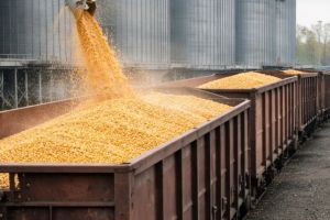 Țeapă de 847.000 euro cu cereale: doi escroci din Republica Moldova, tată şi fiu, au ajuns sub control judiciar la Oradea