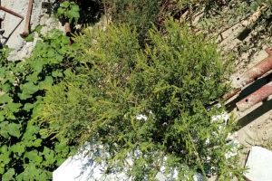 Tot mai mulţi botoşăneni se plâng de „floarea pustiei”. Avertisment de la Direcţia de Mediu