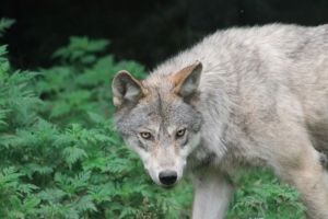 O femeie a fost muscata de lup intr-un cartier din Hamburg, Germania  