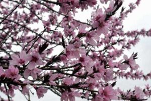 DOCUMENTAR: Luna Aprilie