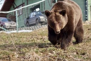 Un urs a fost împuşcat în Argeş după ce a atacat o gospodărie