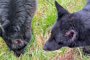 Cruzime greu de imaginat la Tocile: câini mutilaţi în mod repetat de un sătean / foto