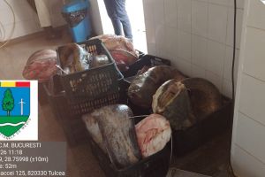 500 de kilograme de somn cumpărat din Italia de o firmă din Braşov, confiscat de comisarii Gărzii de Mediu (FOTO)