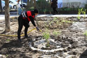 FOTO: Lucrari de reabilitare si plantari de arbusti ornamentali pe aleea Hortensiei din Constanta