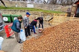 NEOBIȘNUIT VIDEO Tone de cartofi oferite gratuit localnicilor de Primăria Soveja!