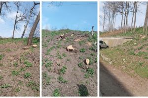 Primăria Târgu Ocna, amendată cu 25.000 de lei de Garda de Mediu pentru tăierea ilegală a 69 de arbori