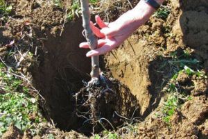 Agricultura pe înţelesul tuturor – Plantarea corectă a pomilor fructiferi – (2)