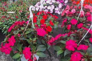 20 de expozanţi din 9 judeţe la Grădină & Ambianţă în zona pietonală