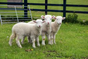 Asociaţia Ovis Sălaj vinde miei proaspeţi pentru Paşte, direct de la producător