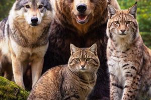 Direcţia Judeţeană de Mediu Vrancea anunţă începerea monitorizării speciilor sălbatice în Vrancea!