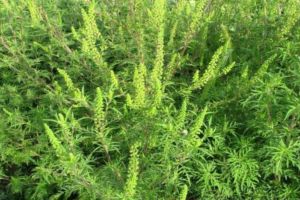 Ambrozia, pericol pentru sănătate. Proprietarii de terenuri din Lugoj, obligaţi să o elimine până în 30 iunie