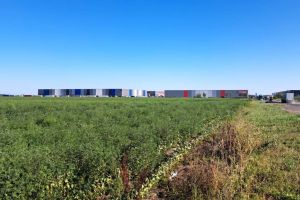 Ambrozia trebuie eliminată din primăvară. Direcţia de Mediu Timiş cere măsuri urgente