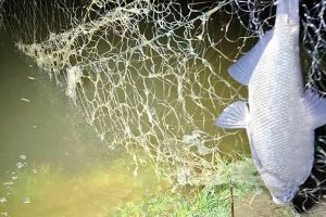 Braconieri surprinşi pe Olt, la Avrig: au fugit când au văzut poliţia / foto