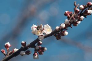 Cum va fi VREMEA de FLORII 2026 în România: Meteorologii au actualizat prognoza pe 4 săptămâni